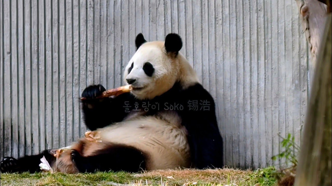 우래기 배 뚠빵한 것 좀 보세요...?!ㅋㅋㅋ | 1월 26일 오후(푸바오 실시간) Panda Fubao