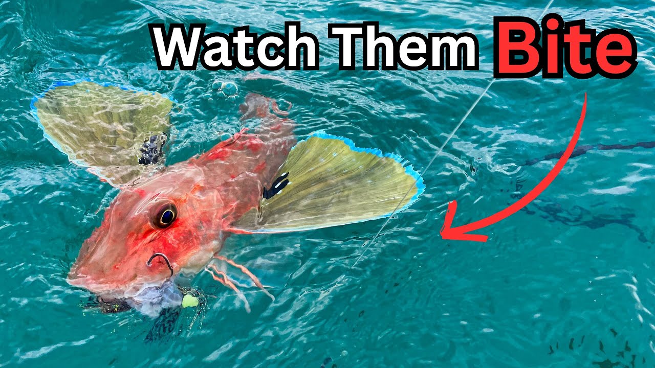 LIVE Underwater Gurnard Fishing off my Kayak - watch them bite!