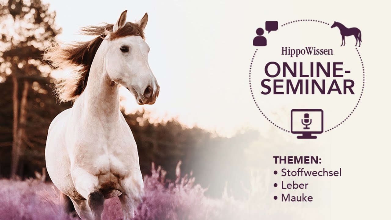 HippoWissen Online-Seminar: Stoffwechsel, Leber und Mauke