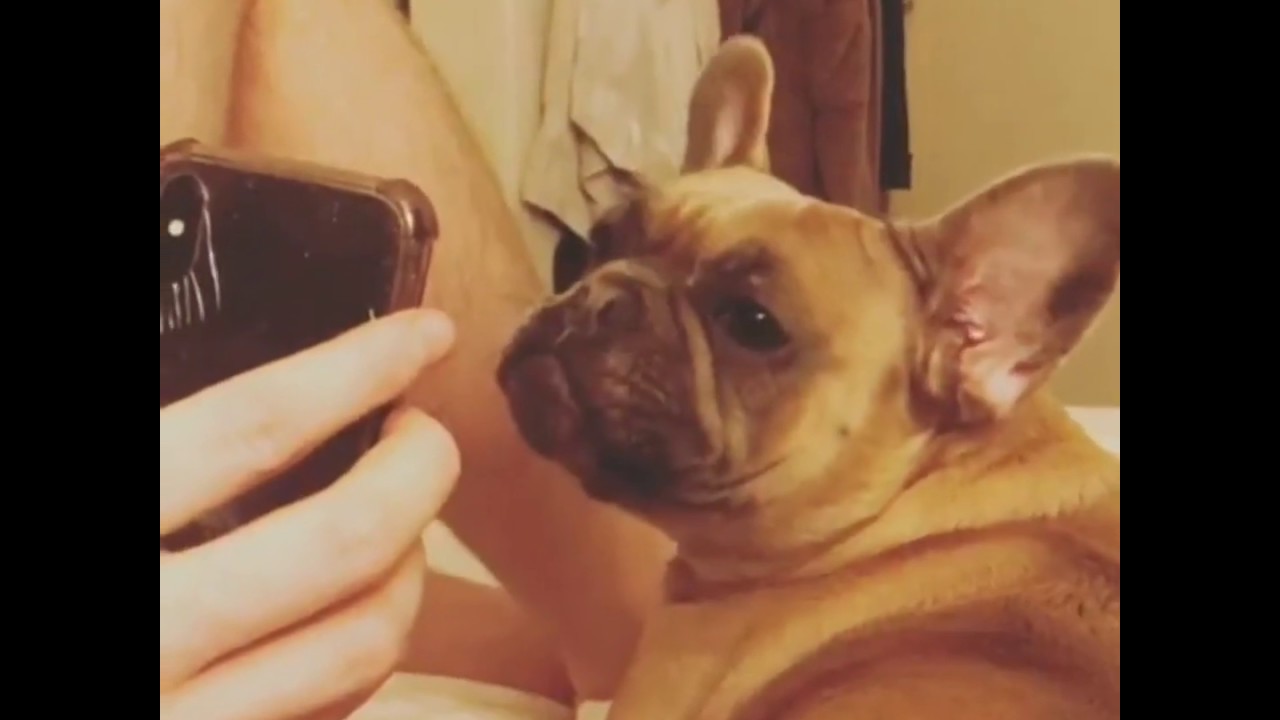 Dogs Reactions to Walter Geoffrey + Fan Supporters.❤