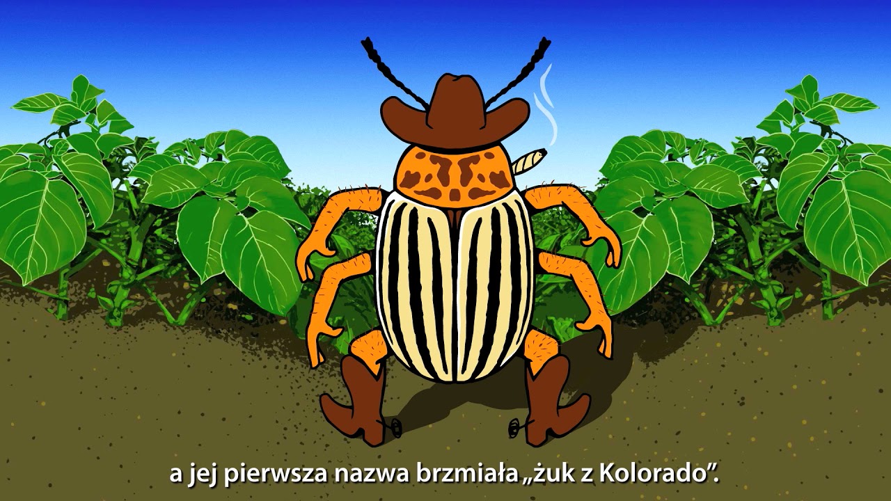 Stonka ziemniaczana Arysta