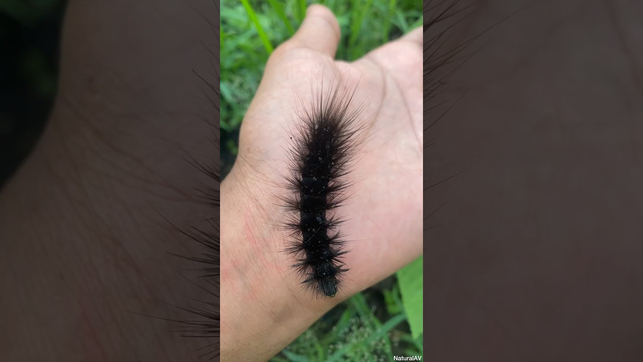 Bristled Black Caterpillar #shorts #insects