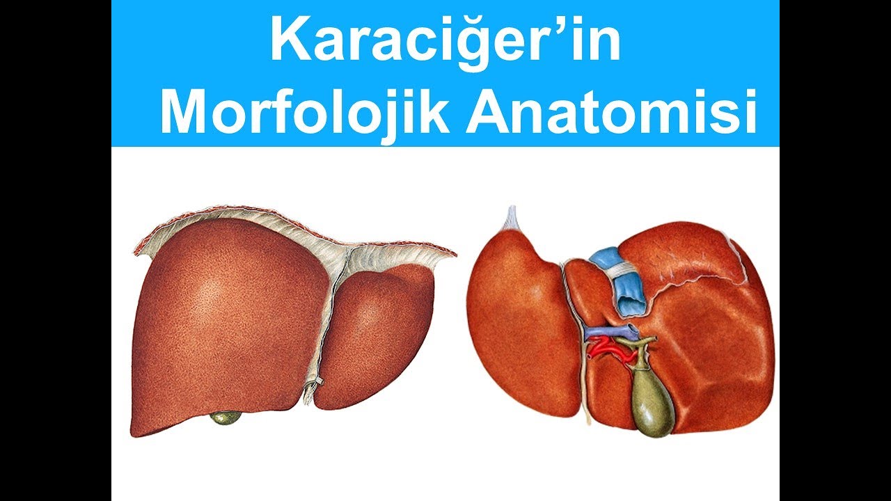 Karaciğer: Morfolojik Anatomisi YAYDAR