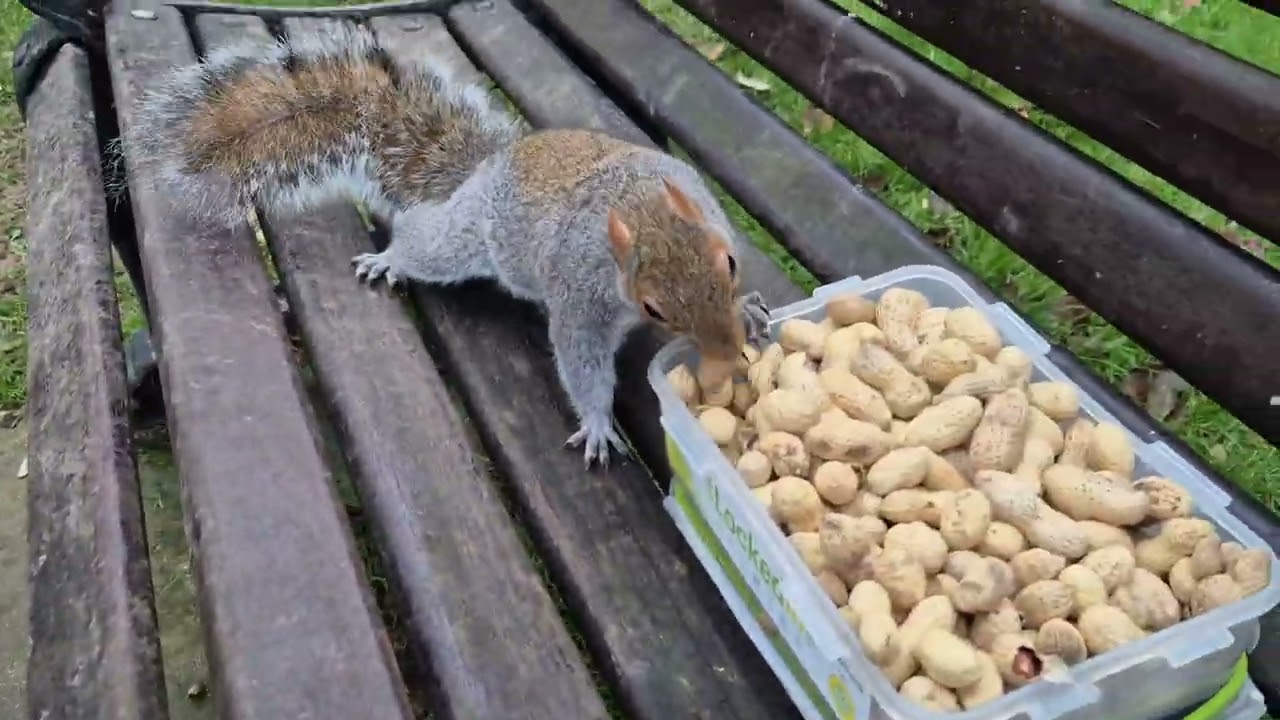 Squirrels in Hotham Park 23rd January 2026