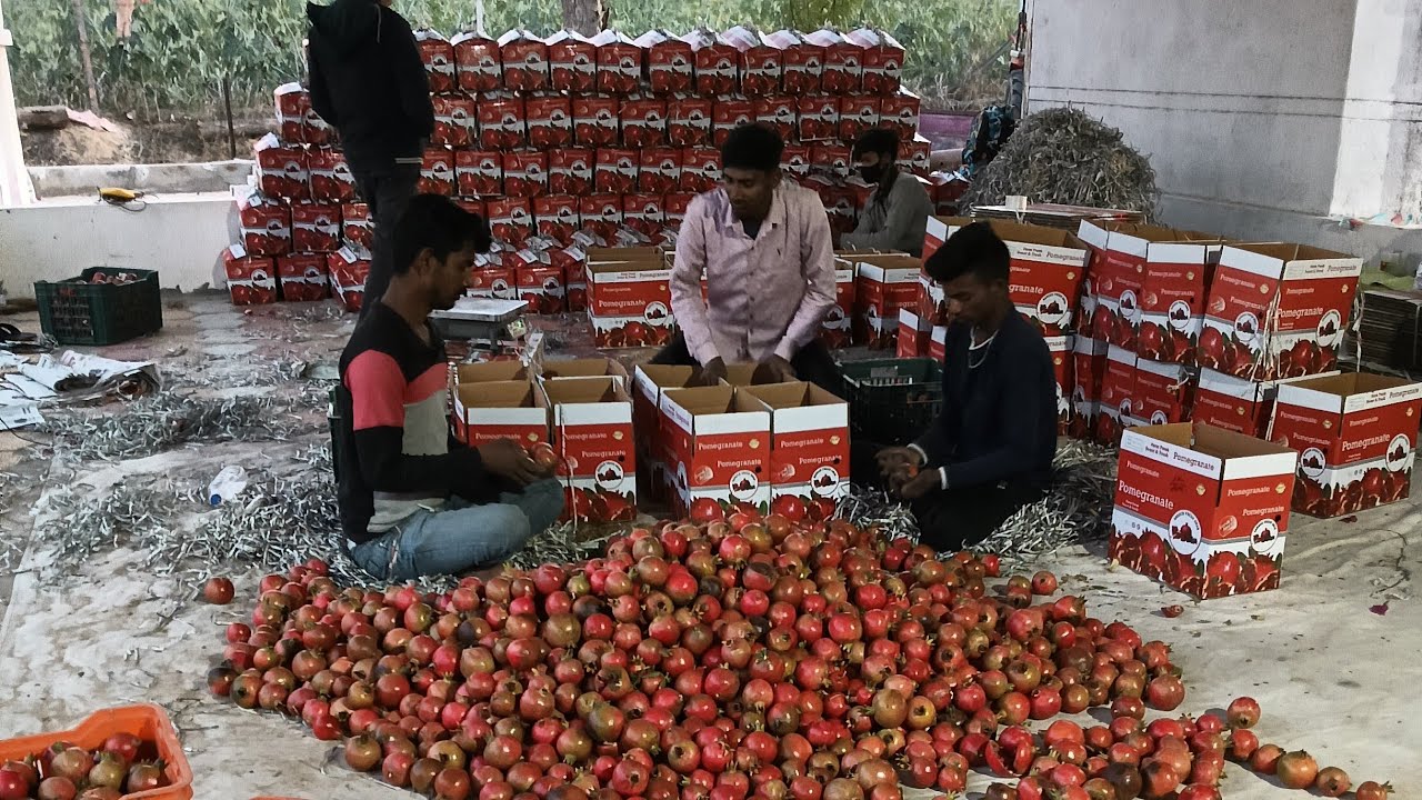 खेत में अनार तोड़ने का दूसरा दिन 🍎 | गांव की असली जिंदगी | Village Life Vlog 