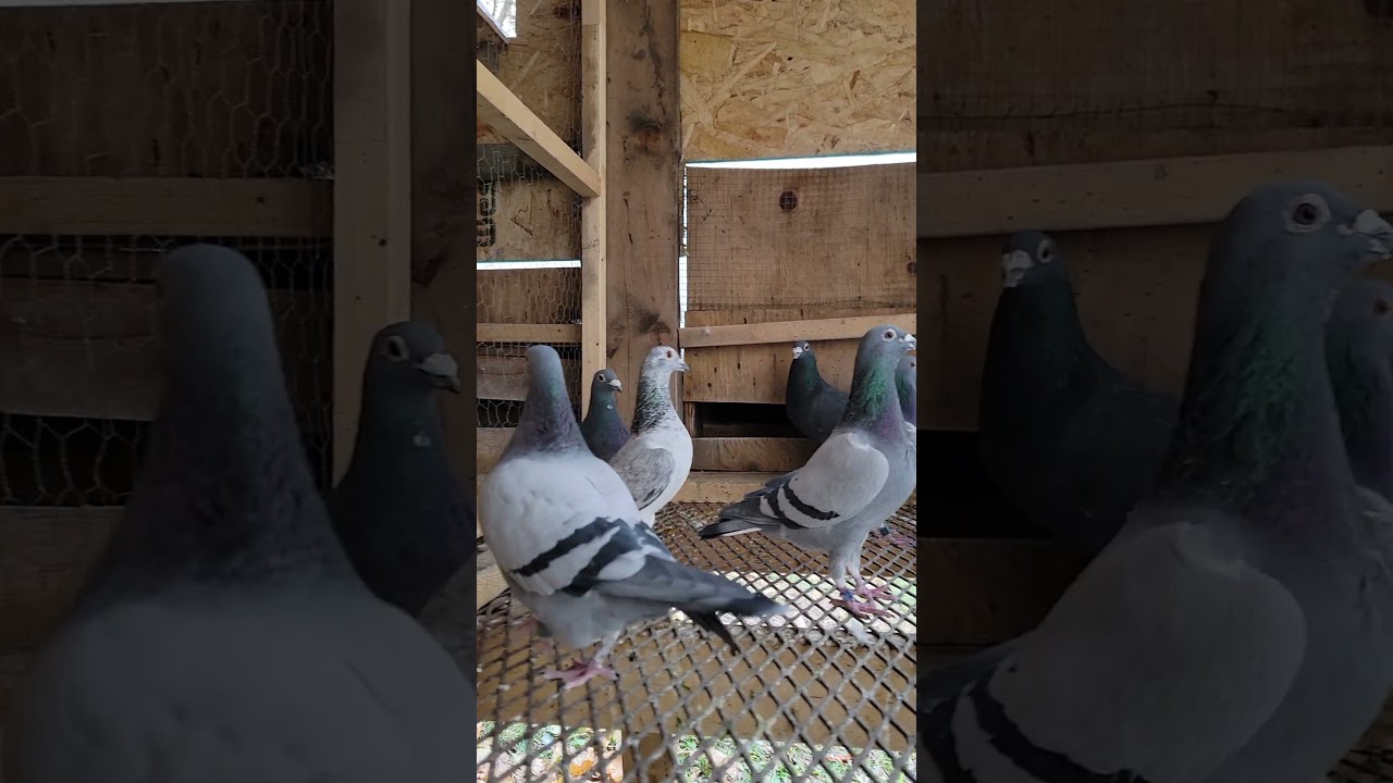 Racing Homer Pigeon | Racing Pigeon | Homer | Kabutar
