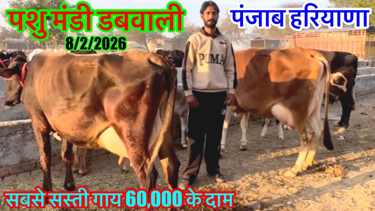8/2/2026 पशु मंडी डबवाली की सबसे सस्ती गाय 60,000 के दाम शुरू 3 गाय Out of State  @Farmtalk 