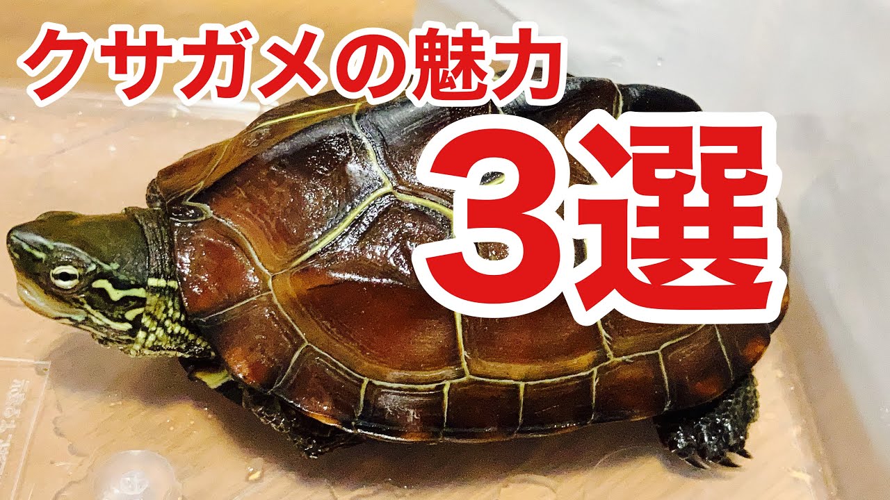 外来種でも魅力たっぷり！クサガメのおすすめポイント！