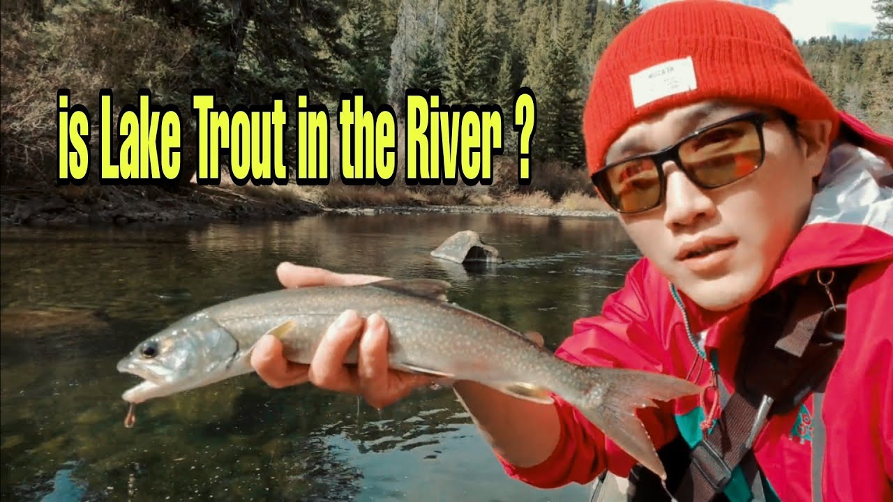 I caught Lake Trout at the River ! Bait Finesse Trout Fishing at the Blue River, Colorado #송어낚시