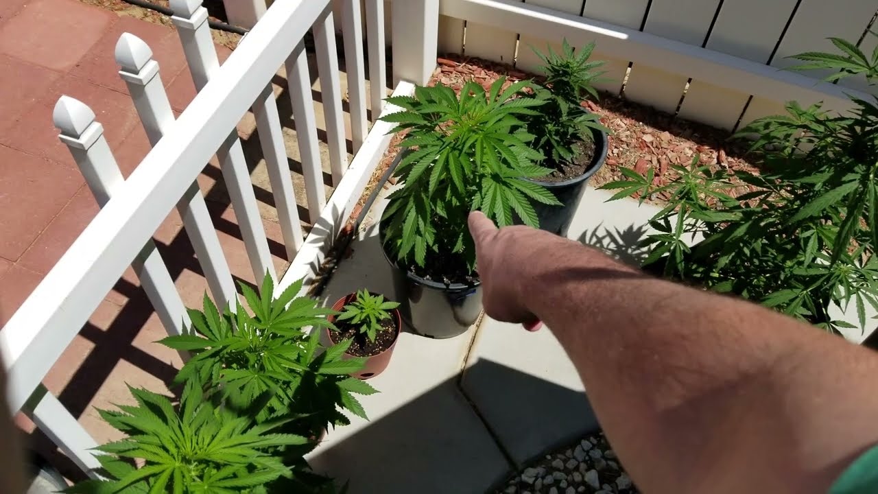 2023 Outdoor Cannabis Garden pt.2 - Starting Over