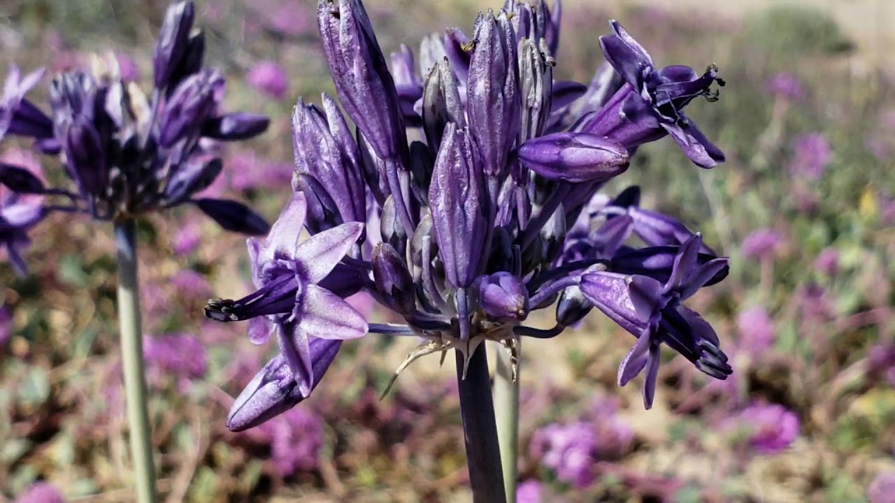 (#14) Massive Blooms and the Patchy Distribution of  Triteleiopsis palmeri