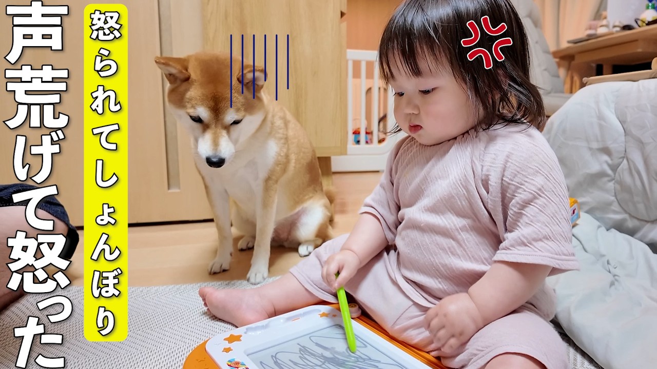 お絵描きに夢中な1歳娘にうっかり邪魔した柴犬がガチギレされましたwww