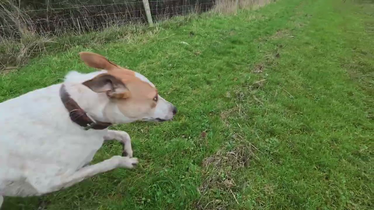 Ross off the lead