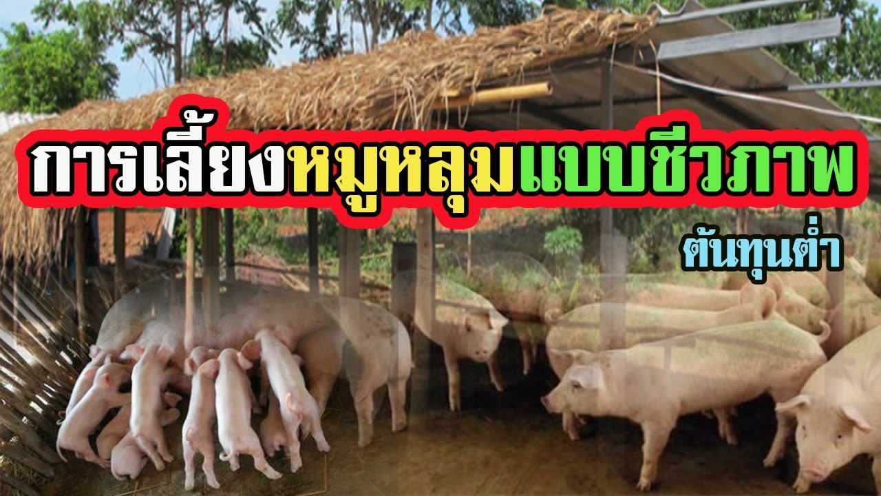 การเลี้ยงหมูหลุม | แบบชีวภาพ ต้นทุนต่ำ |