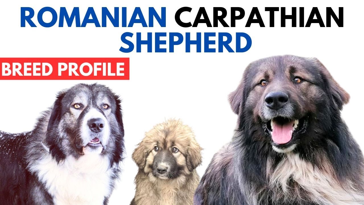 Romanian Carpathian Shepherd Breed Profile History - Price - Carpathian Shepherd Grooming Needs