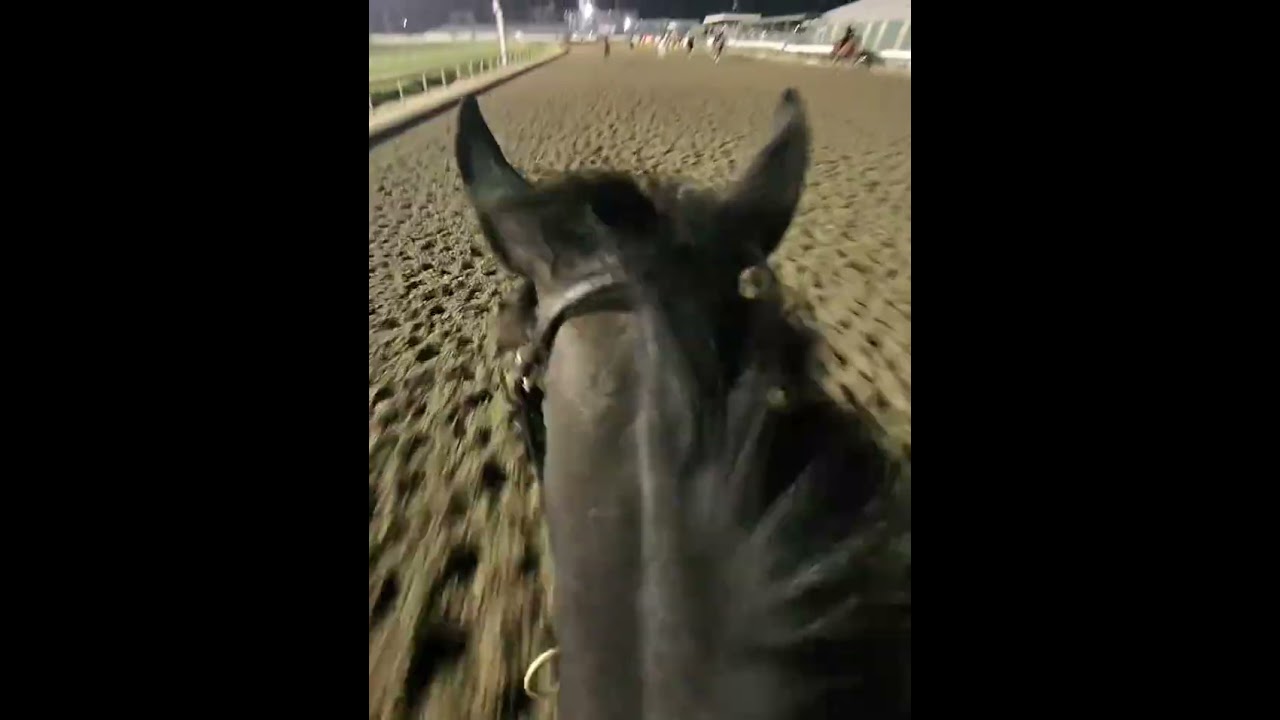 Gallop Aboard Zenyatta's Final Foal, Nymue