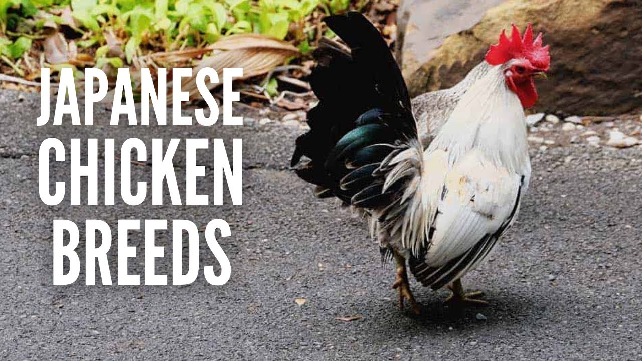 Japanese Chicken Breeds: Everything You Need to Know