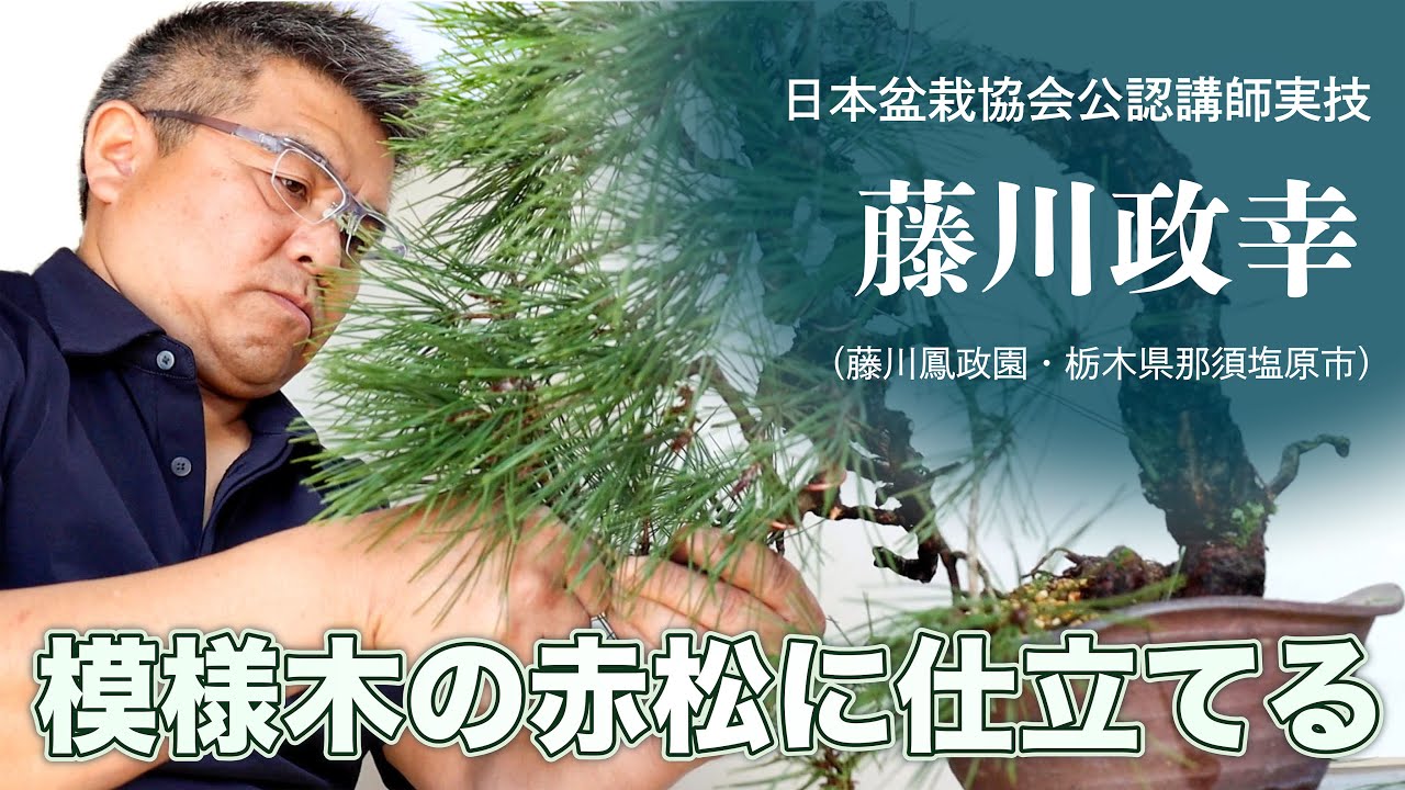 【公認講師実技　藤川政幸】模様木の赤松に仕立てる