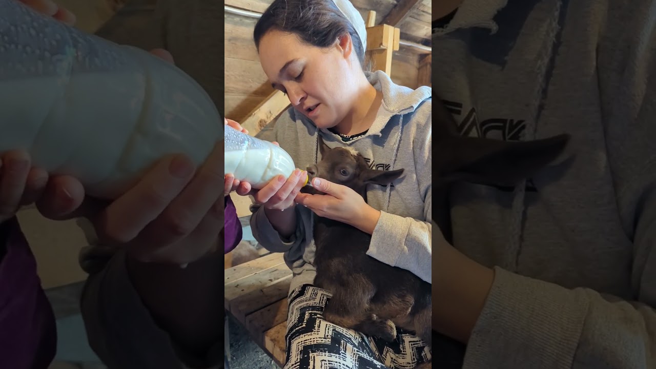 Bottle feeding baby goat for the first time.