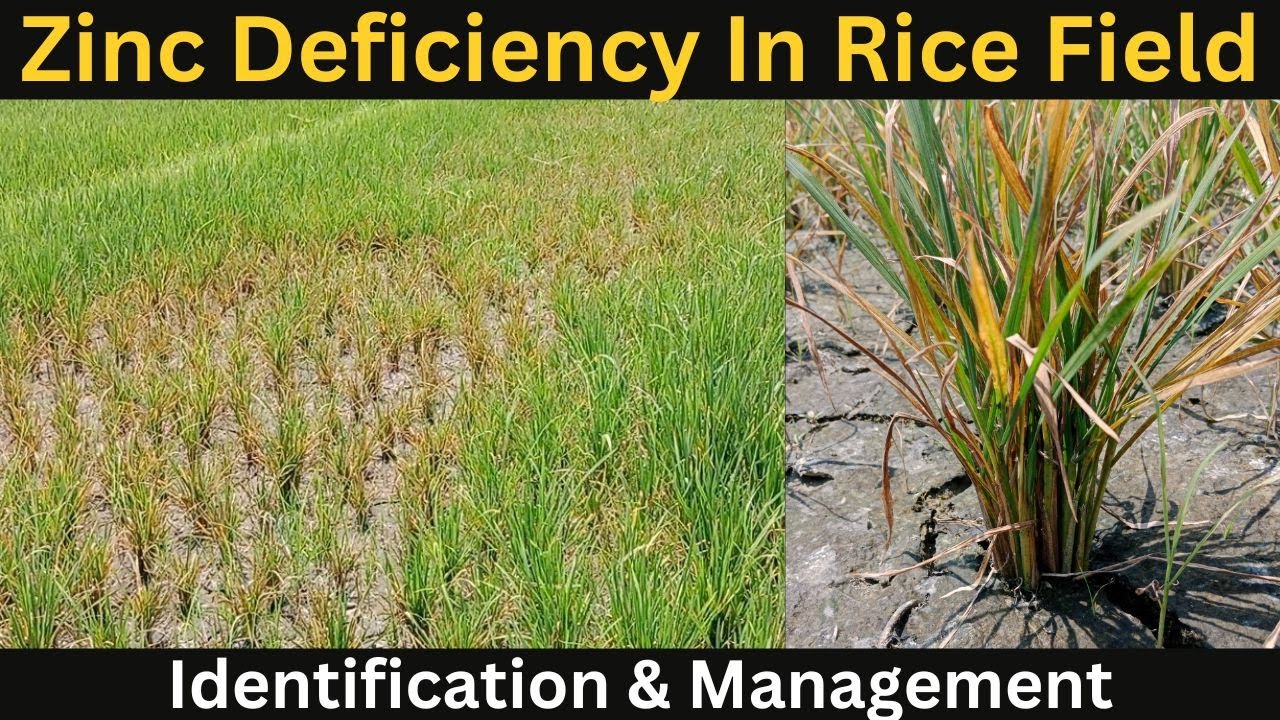 Khaira Disease II Zinc Deficiency in Rice Field - Identification and Management.