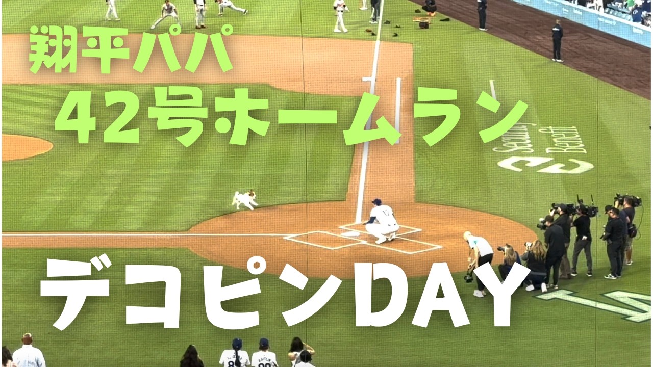大谷選手 可愛いすぎるデコピン始球式後に42号ホームラン‼️バブルヘッド配布日の様子【アメリカ生活】Shohei Ohtani's puppy, Decoy got a strik!