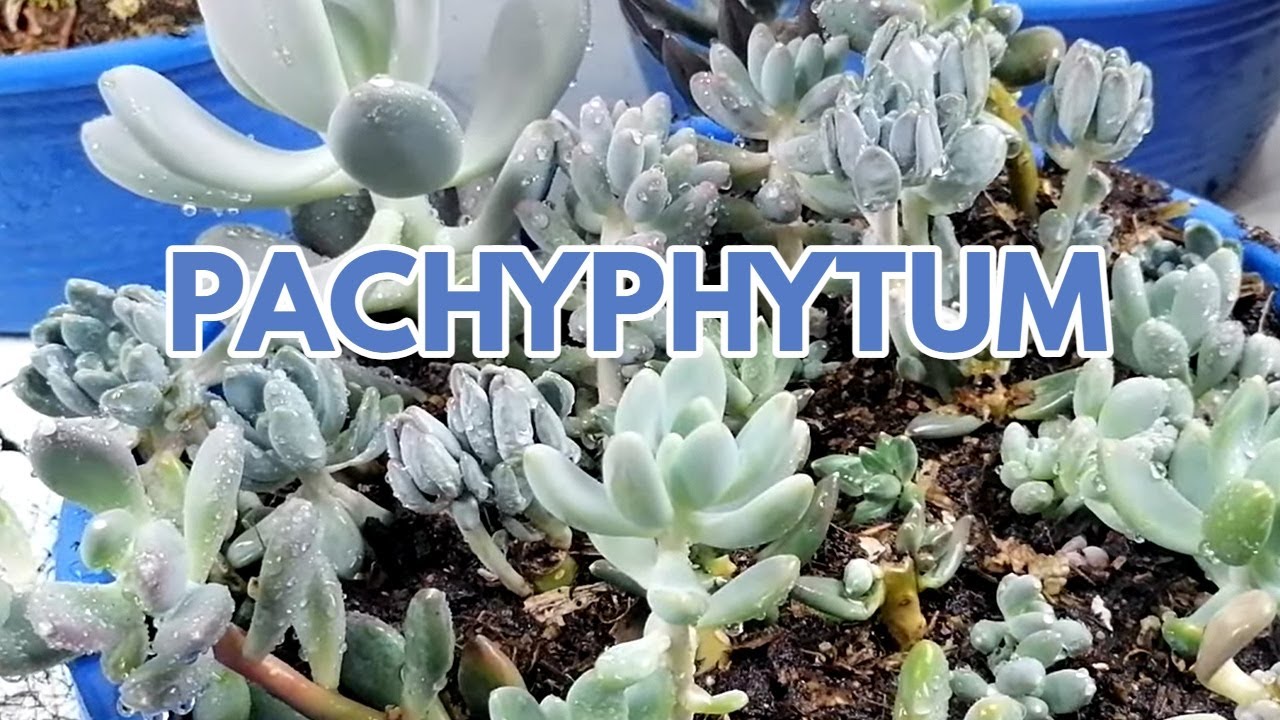 pachyphytum cuidados  suculentas donsuculento
