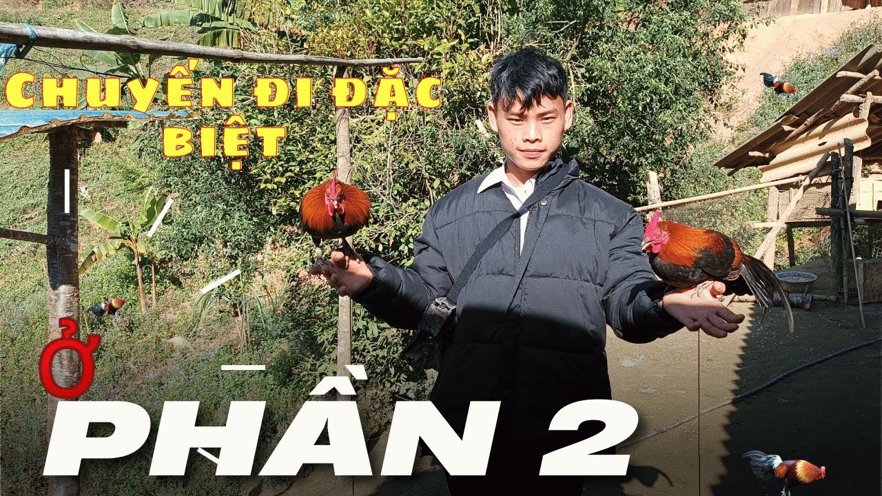 5# Trải nghiệm tuyển gà rừng mồi trên bản vùng cao #Gallus gallus #nuoigarung #gàrừnggáy