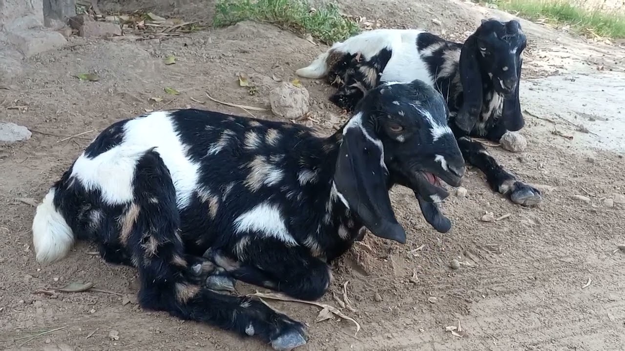 Village #animals 