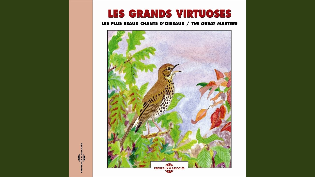 Rossignol progne (Trush Nightingale)