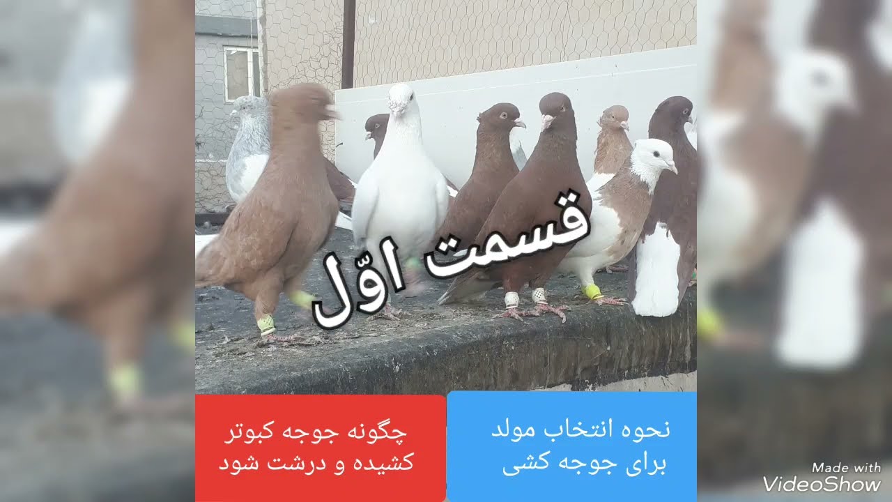روش انتخاب نروماده خوب برای جفت و نکات جوجه کشی