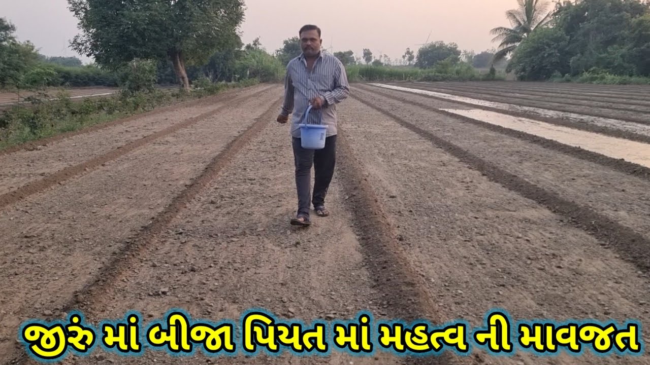 જીરું માં બીજા પિયત માં મહત્વ ની માહિતી jiru ma bija piyat ma mahatva ni mahiti