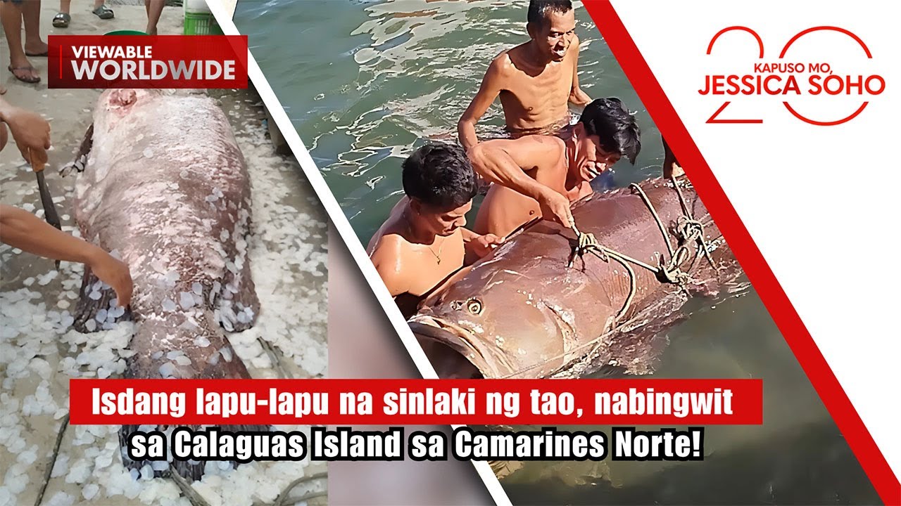 Isdang lapu-lapu na sinlaki ng tao, nabingwit sa Camarines Norte?! | Kapuso Mo, Jessica Soho