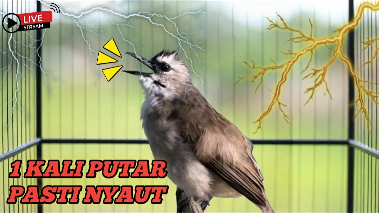 PALING AMPUH ‼️TRUCUKAN GACOR ROPEL PANJANG UNTUK PANCINGAN BURUNG BAHAN