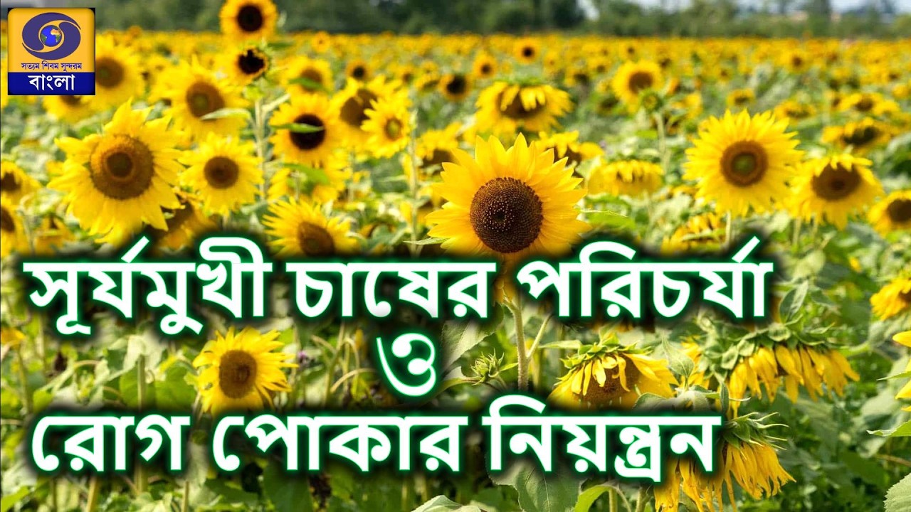 সূর্যমুখীর পরিচর্যা ও রোগ পোকার নিয়ন্ত্রণ   @DDBanglaTV #ddbangla