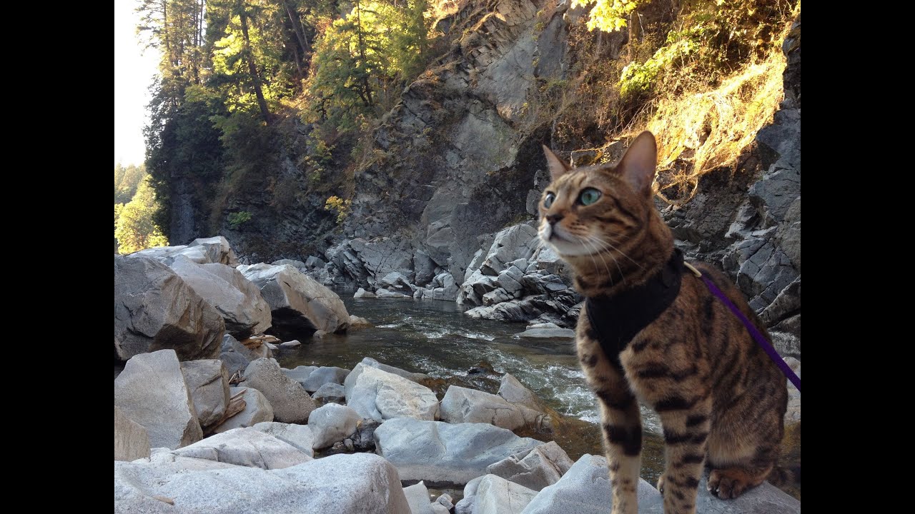 Day Hike with a Bengal Cat
