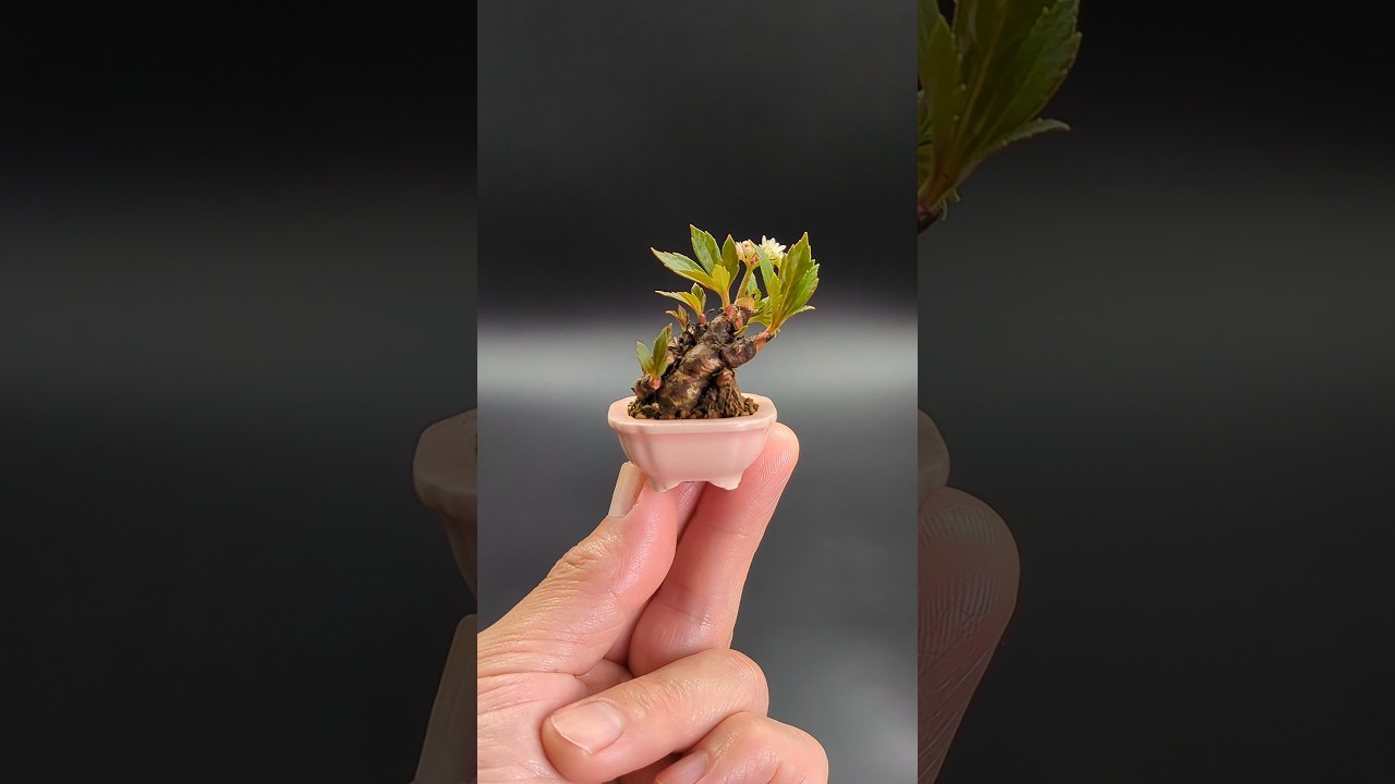 Mukdenia Rossii. #mamebonsai #bonsai #miniatura