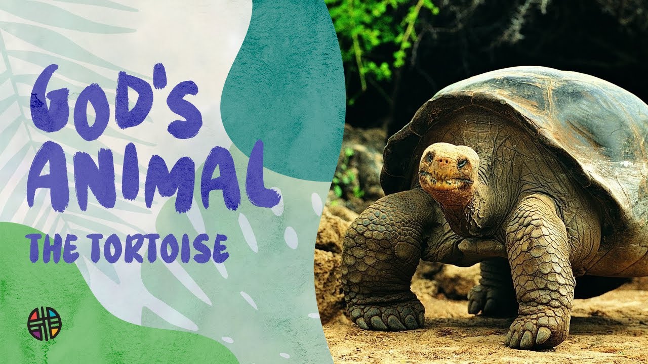 God's Animal - The Tortoise | Preschool