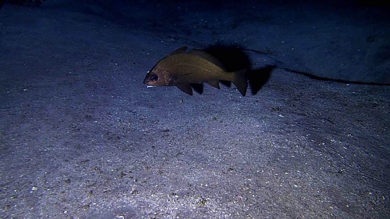Umbrina canariensis (Canary drum)
