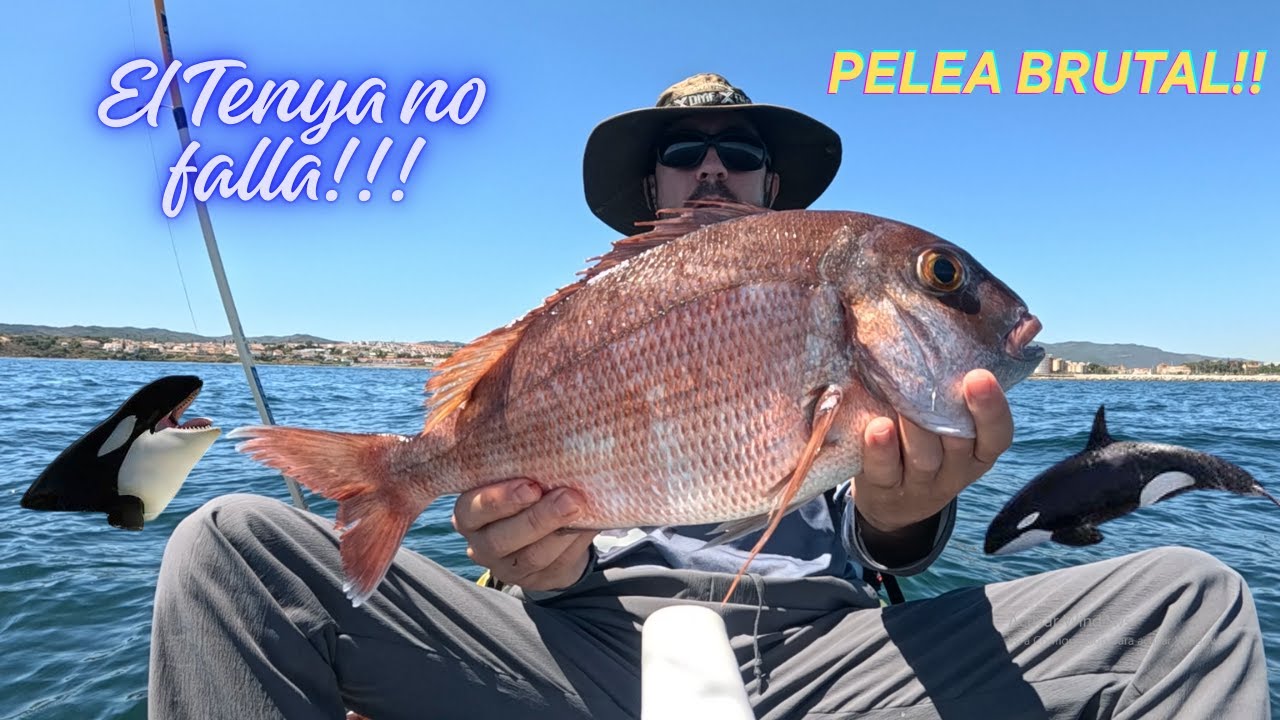 Pesca en el Estrecho (Cádiz), orcas por la zona❓❓💀😰
