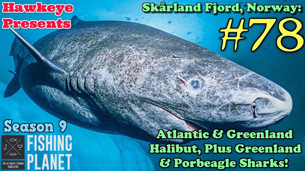 Fishing Planet S9 #78 - Атлантический и гренландский палтус, а также гренландские и сельдевые акулы!