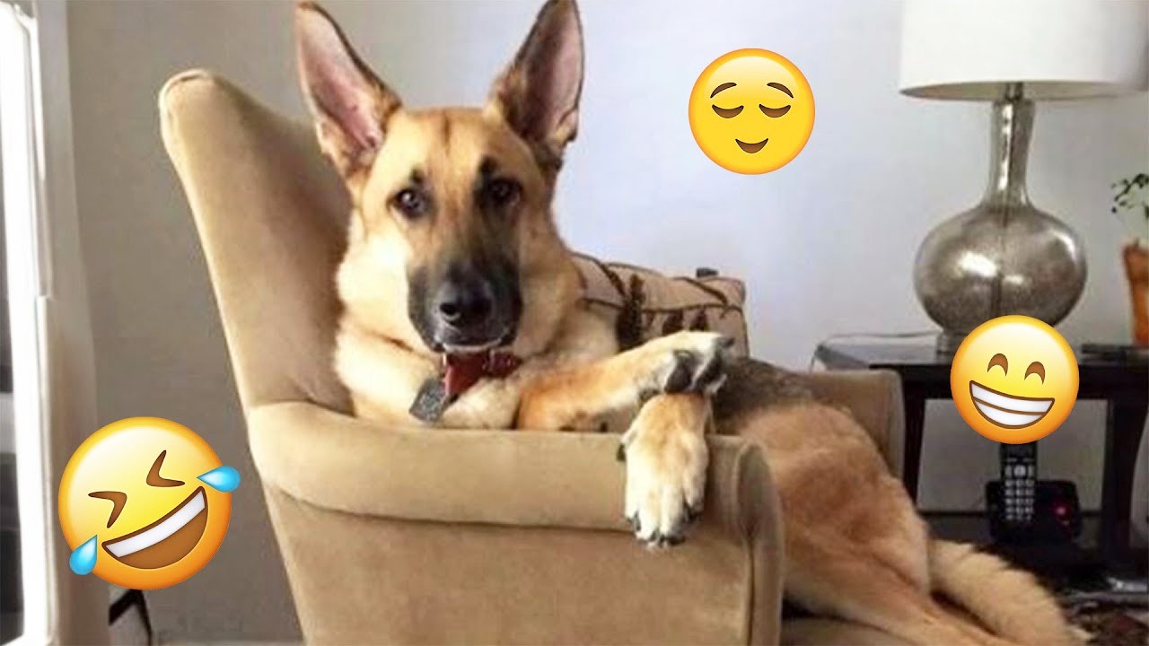 I'm 101% SURE that you will LAUGH EXTREMELY HARD- Funny Dog 2026 #269