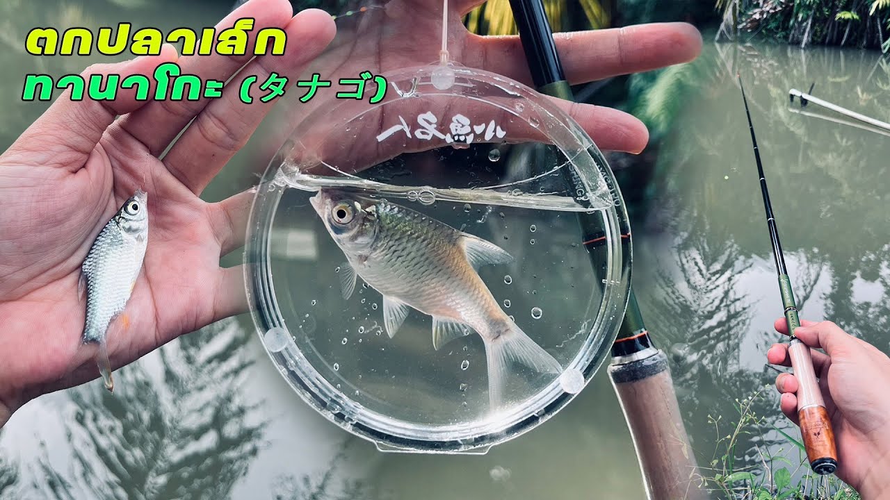 มานั่งตกปลาเล็กกันค้าบ ทานาโกะ (タナゴ) คัน EBI & Fishing Tanago | หมายไหนครับน้า