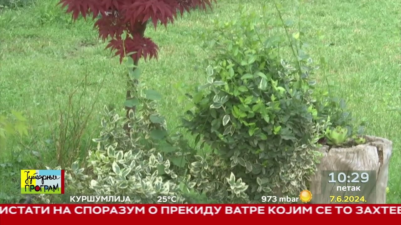 RTS JUTARNJI PROGRAM - Ritam vrta - Japanski javor u saksiji