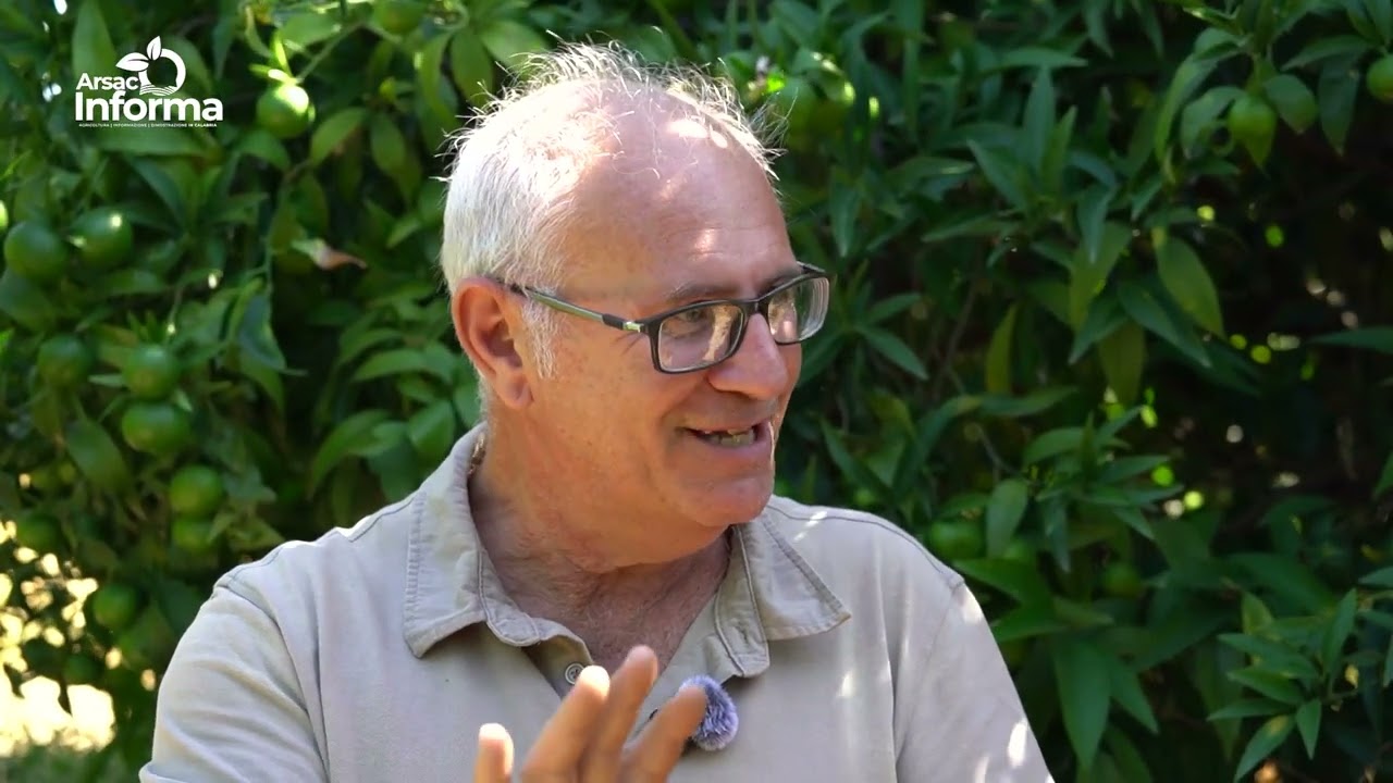 L'oro degli agrumi - L'Arsac conserva la biodiversità agrumicola
