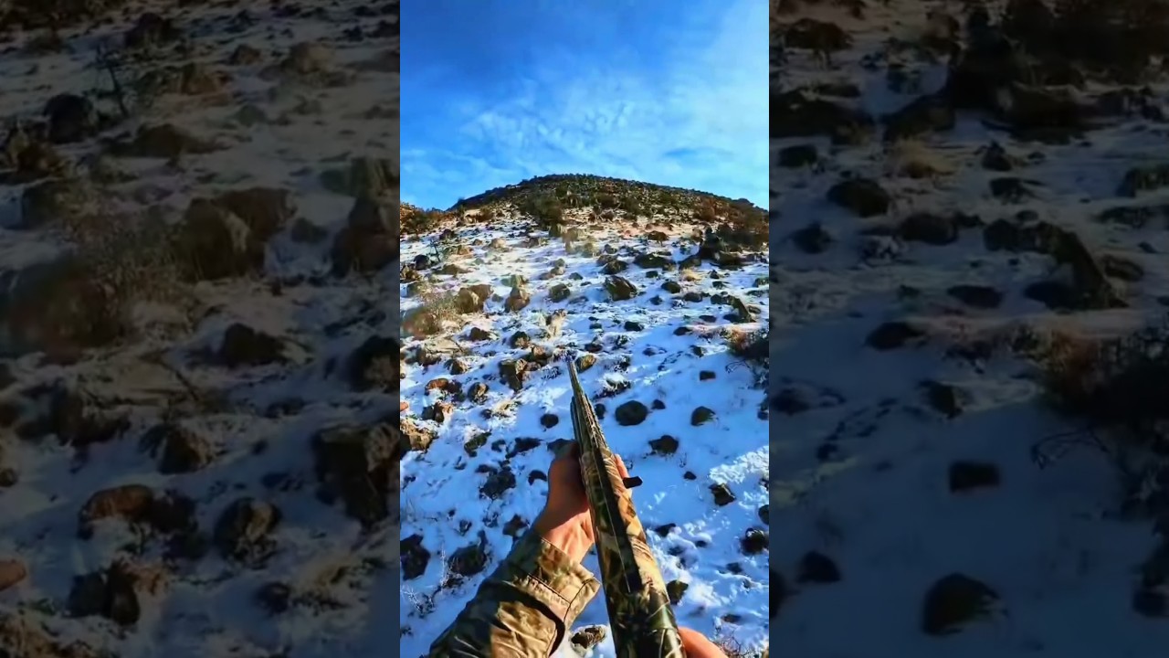 &laquo;Быстрая и яростная охота на кролика 🐇🔥&raquo;#caccia #rabbit #chasse #охотанакролика #природа #perfect