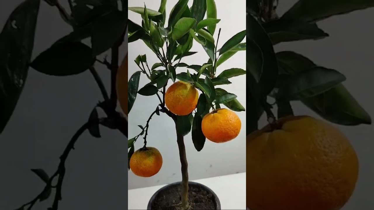 клементин|Цитрус Микс Москва 🥰 #цитрусовые #bonsai #комнатныерастения