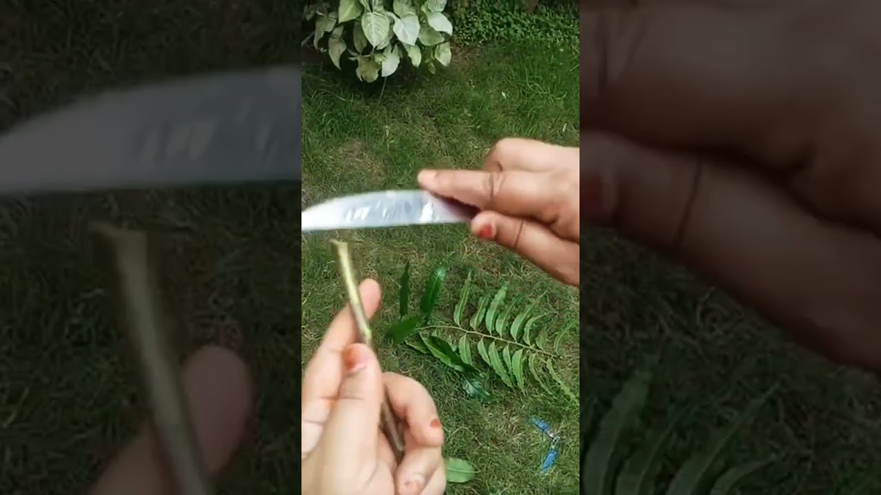 How to grow ashok plant from cutting#ashokplant#ashokplantcutting#gardening#ashokplant