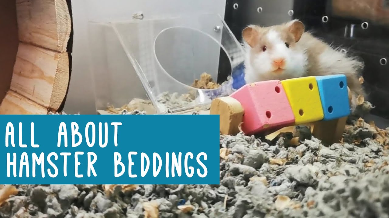 All About Hamster Beddings