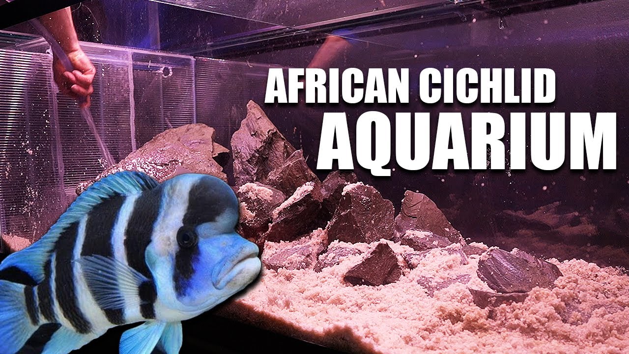 The ULTIMATE african cichlid aquarium!!