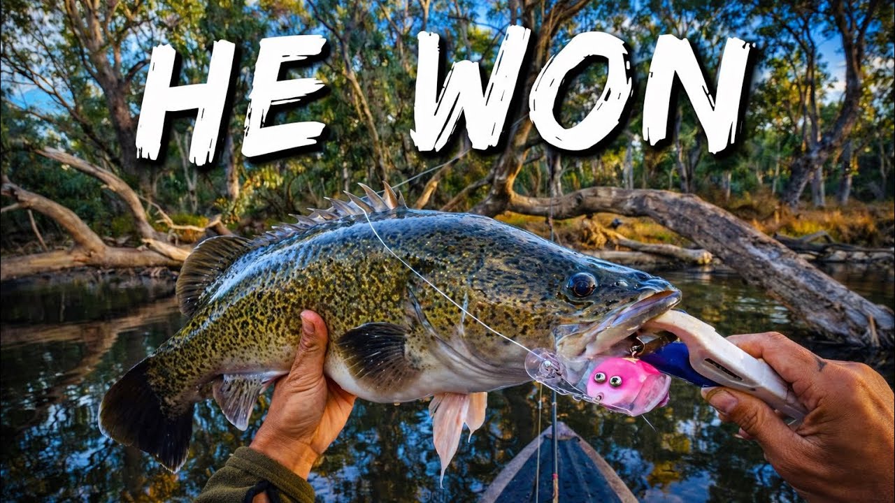 Respect Earned | The Murray Cod That Won